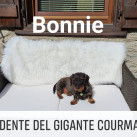 Bonnie Welcome
